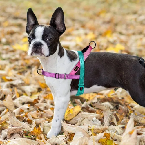 Vista 5 de Didog Arnés sin tirones para perro, con mango acolchado suave, ajuste rápido y ligero ajustable, fácil de entrenar y caminar para perros pequeños
