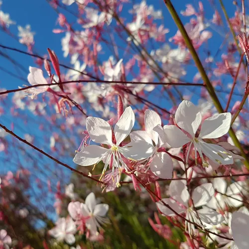 Vista 3 de 100 semillas de flores blancas GAURA Gaura Lindheimeri