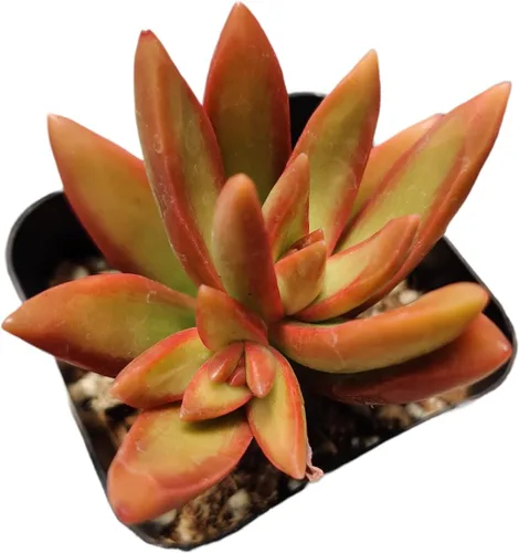 Vista 16 de Plantas suculentas de cactus vivos de USKC (2 "Pot Aloe Juvenna 'Tiger Tooth Aloe')