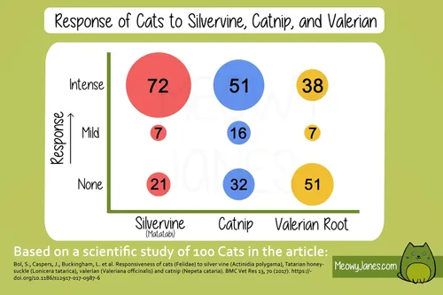 Vista 4 de Meowy Janes Mezcla natural de hierba gatera Silvervine, botella (1 taza)