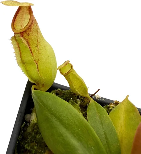 Vista 4 de Planta de jarra tropical - Nepenthes Gaya - Planta carnívora, L