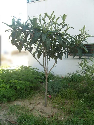 Vista 4 de Planta de plántulas de árbol frutal de LOQUAT de ciruela japonesa suculenta dulce
