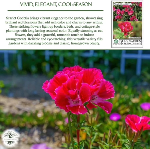 Vista 5 de Semillas de flores Scarlet Godetia – Más de 1500 semillas de flores altas cortadas por paquete, semillas de jardín de Isla, semillas sin OMG