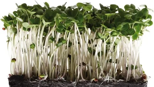 Vista 2 de Semillas de brócoli para germinar microverdes, marca "COOL BEANS n SPROUTS" de 12 onzas, un superalimento lleno de antioxidantes y nutrientes que