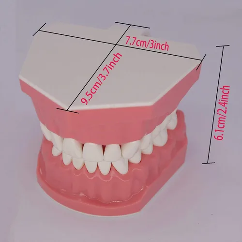 Vista 9 de Modelo de dientes dentales Typodont para cepillar hilo dental Práctica Demostración Enseñanza Estudiar 1:1 Tamaño estándar