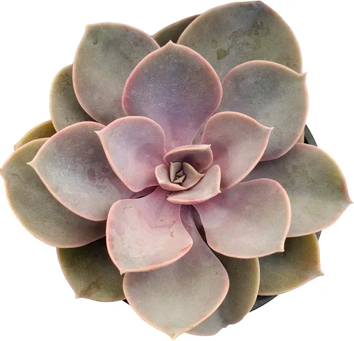 Vista 5 de Fat Plants San Diego Live Echeveria Planta Suculenta Híbrida, Lola