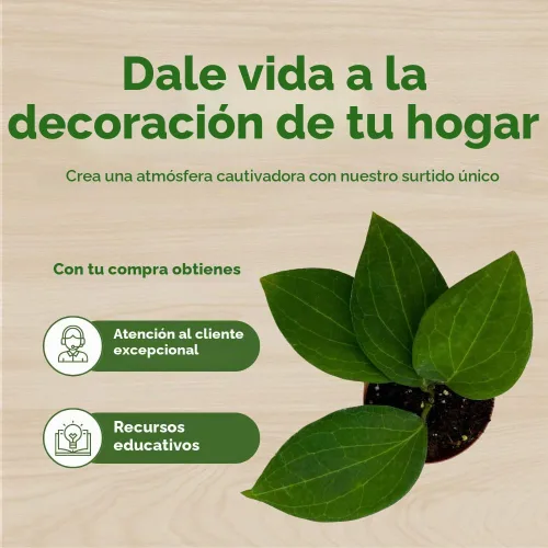 Vista 6 de BubbleBlooms Hoya Surtido variado de 2 pulgadas, juego de 4 Grower's Choice Live Potted Premium Collection