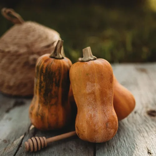 Vista 2 de Calabaza Honeynut - 25 semillas de calabaza Butternut Heirloom, Thresh Seed