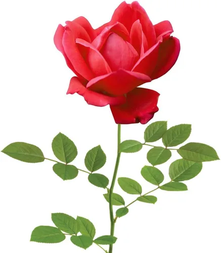 Vista 2 de Perfect Plants Double Red Knock Out Rose 1 galón, Guía de plantación de plantas vivas