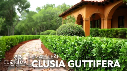 Vista 2 de Clusia Guttifera - Hoja pequeña 3 plantas vivas Clusia guttifera Plantas de cobertura de privacidad Arbusto de hoja perenne para paisajismo