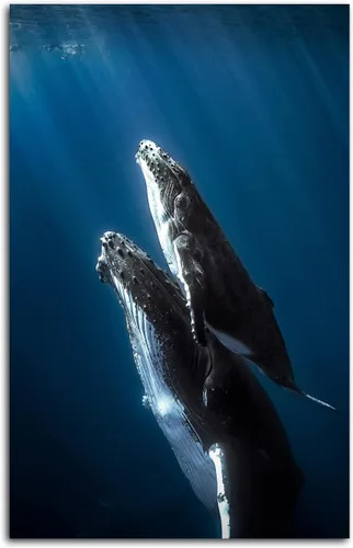 Vista 11 de XDTIOPIMY Póster con temática del océano, divertido póster decorativo de pared, lienzo con imágenes de animales y ballenas asesinas para sala
