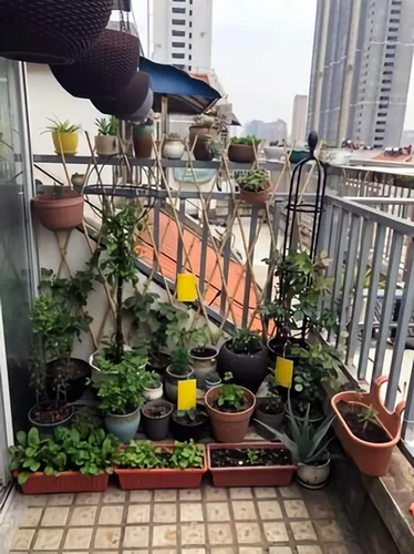 Vista 4 de Faicuk Juego de 20 trampas adhesivas amarillas y 20 tiras para moscas para ventana