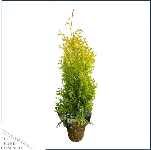 Vista 3 de Árbol Vivo Thuja Jantar - Decoración de Mesa - 16 Pulgadas de Alto por 4 Pulgadas de Ancho en Cubierta Decorativa