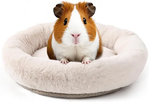 Vista 7 de FEBSNOW Cama de conejillo de indias y hámster para animales pequeños con cepillo removedor de pelo