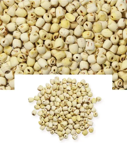 Vista 3 de Polvo de extracto de semilla de loto tostado puro natural orgánico -10.58 onzas (10.58 oz)