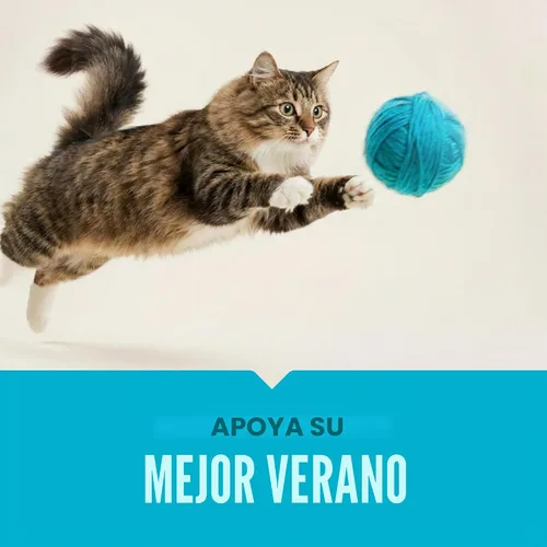 Vista 10 de VetIQ Suplemento de probióticos para gatos: probióticos, prebióticos y postbióticos para gatos, apoyo para la salud digestiva e intestinal, alivio