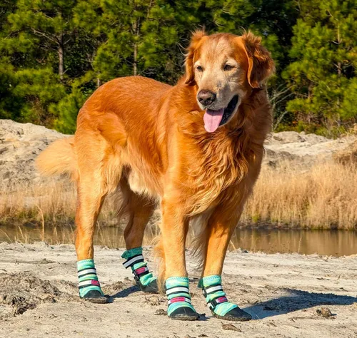 Vista 18 de Botas protectoras para patas de perro en neopreno, para todos los climas, con correas retráctiles en 5 tamaños., Negro