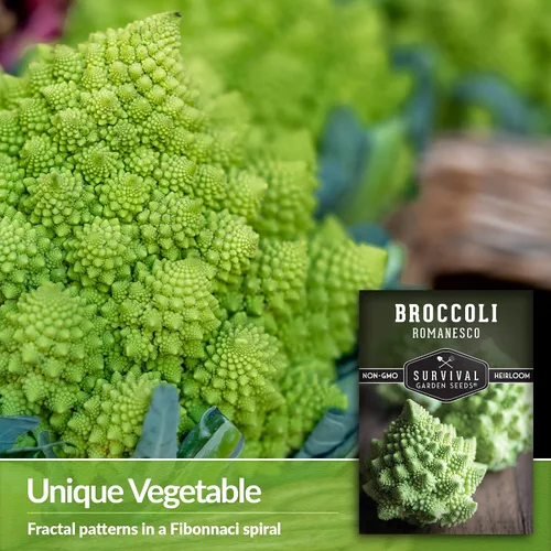 Vista 3 de Romanesco - Semillas de brócoli para plantar, vegetales exóticos italianos tradicionales con cabezas en espiral únicas, alto rendimiento, cultivo