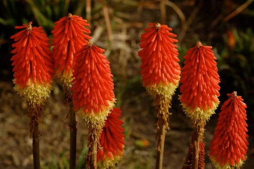 Vista 2 de Semillas Fuego Danza Rojo Vivo Poker Flores Perennes