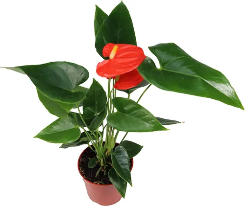 Vista 4 de Anthurium rosa - 4" de California Tropicals