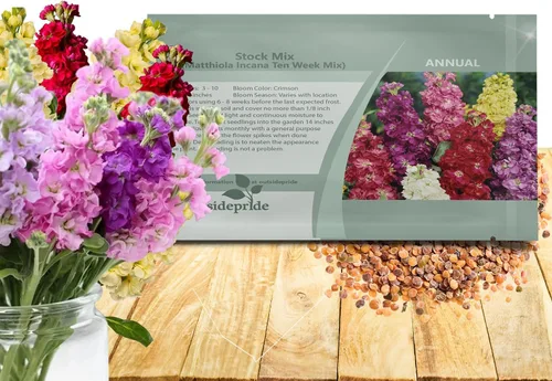 Vista 9 de Outsidepride Ten Week Blue Mattiola Stock Seeds – 1000 semillas anuales de flores para plantar con flores fragantes que atraen a los polinizadores