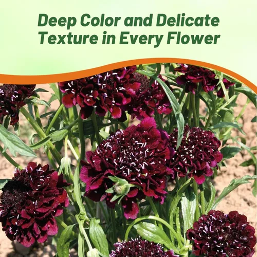 Vista 6 de Outsidepride Burgundy Beau Scabiosa Seeds – 500 semillas de flores perennes que atraen a los polinizadores, hábito de crecimiento vertical y limpio