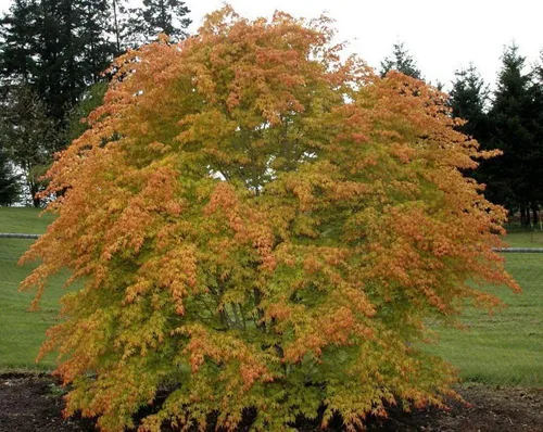 Vista 4 de Arce japonés Katsura - Giro rápido - Maceta de 4 pulgadas - Planta viva - Acer palatum
