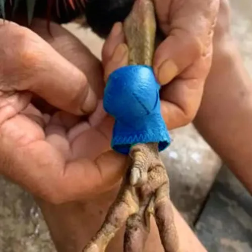 Vista 2 de Suministros para Gallos de Pelea Calzado para Pollos Accesorios de Gallos Suministros para Pollos Suministros para el Cuidado de Aves de Corral