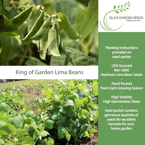 Vista 2 de King of The Garden - Semillas de frijol Lima (Pole Lima, Phaseolus lunatus) – Más de 25 semillas de reliquia no transgénicas de Isla's Garden Seeds
