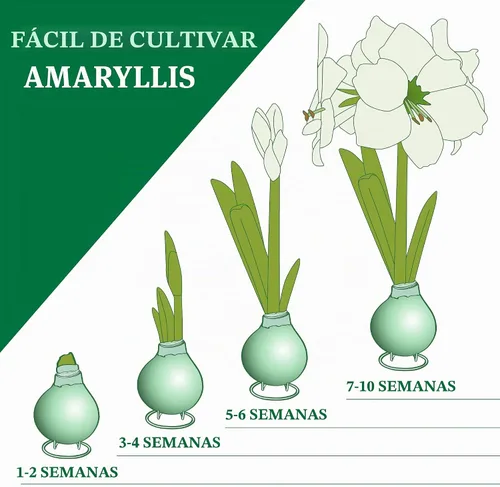 Vista 4 de Bombilla de flor de amarilis encerada con base blanca con soporte, no necesita agua
