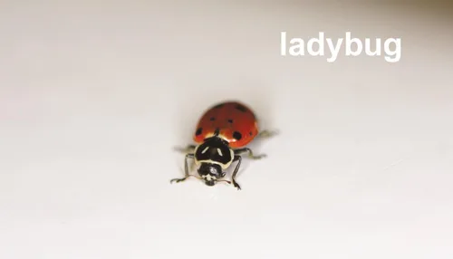 Vista 6 de Tarjetas flash de insectos con datos divertidos