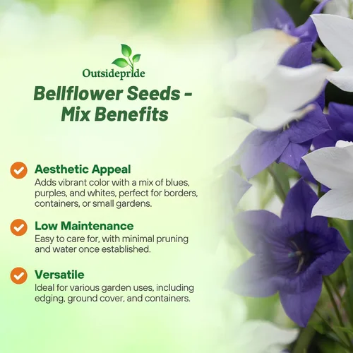 Vista 3 de Outsidepride Carpatica Mix - Semillas de campanilla para plantar, 5000 piezas de semillas de flores perennes que forman esteras con flores