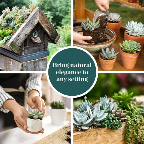 Vista 6 de Shop Succulents Colección de plantas suculentas azules y verdes, mini plantas suculentas vivas, bajo mantenimiento, mezcla de texturas, recuerdos