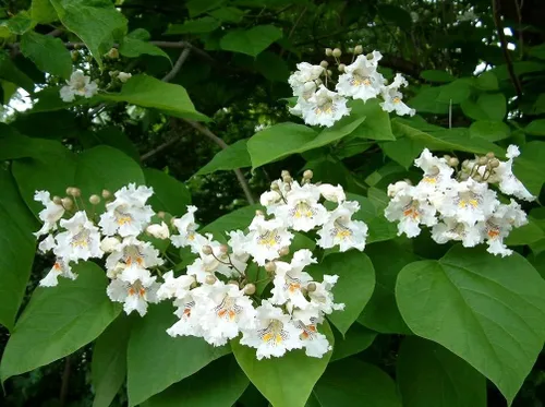Vista 4 de Indian Bean Tee Árbol de cigarros del sur Catawba Árbol Catalpa Bignonioides 10 Semillas