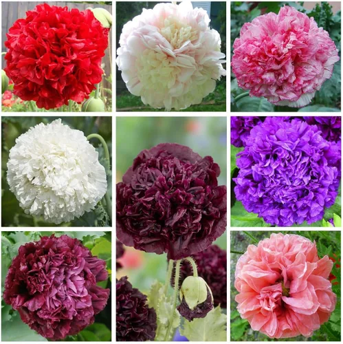 Vista 4 de Terry Poppy Mix - Semillas de doble flor para plantar flores anuales