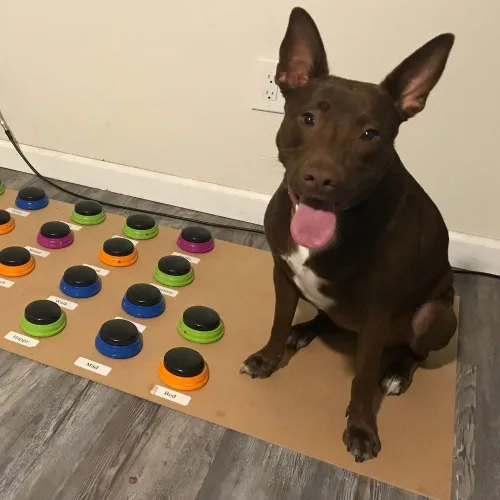Vista 3 de Hunger for Words Set de Inicio de Botones Parlantes - Botones Grabables para Enseñar a Tu Perro a Comunicarse, Juegos de Entrenamiento para Perros