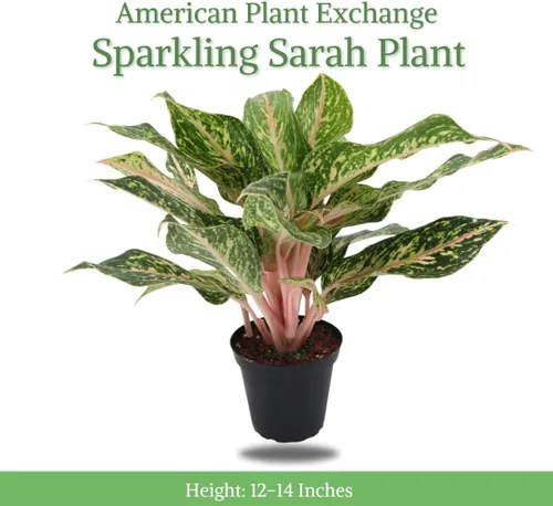 Vista 2 de American Plant Exchange Aglaonema Sparkling Sarah - Maceta de 6 pulgadas - Planta de hoja perenne china purificadora de aire vivo, follaje