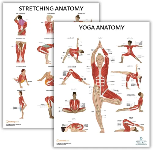 Vista 13 de Anatomy Lab Póster muscular, esquelético, yoga, estiramiento y pilates, anatomía y fisiología – Paquete de 5 LAMINADO 17.3 x 22.5 pulgadas, tabla