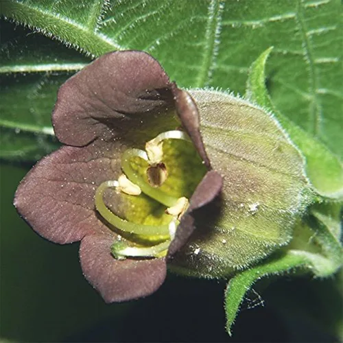 Vista 4 de Belladonna (Atropa Belladonna) - Paquete de 30 Semillas