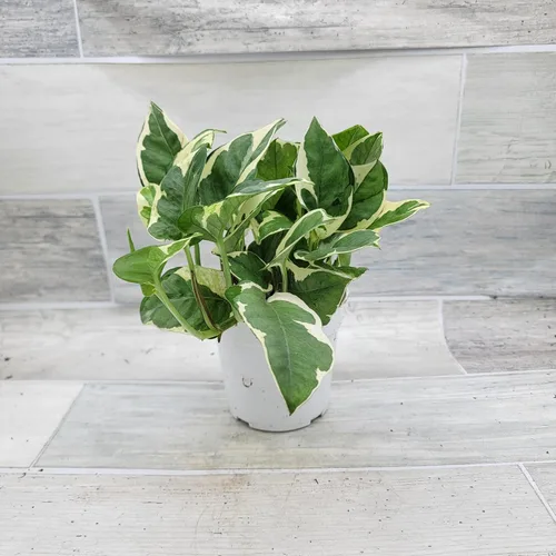 Vista 3 de Pothos NJoy - Planta de interior viva de 4 pulgadas, maceta establecida abigarrada Epipremnum Aureum de fácil cuidado, planta de interior de follaje