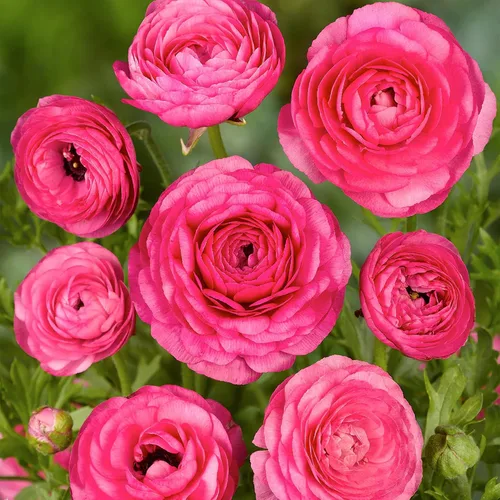 Vista 5 de Ranunculus – Tecolote® – Rosa 10 bombillas