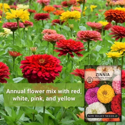 Vista 3 de Sow Right Seeds - Mezcla de semillas de zinnia de los Gigantes de California para plantar - Paquete de reliquia sin OMG para cultivar tu jardín