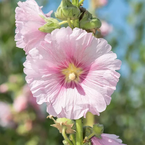 Vista 2 de Eden Brothers Hollyhock Seeds - Enrique VIII - Rosa
