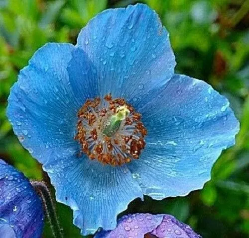 Vista 2 de Amapola azul del Himalaya Meconopsis Betonicifolia Flor Jocad (10 semillas)
