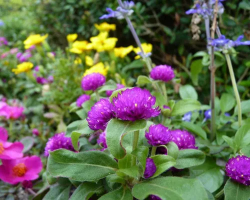 Vista 2 de Semillas Globo Amaranto Mix Gomphrena Flores Anuales