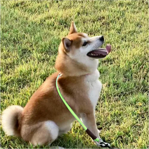 Vista 18 de MayPaw Collar ajustable de cuerda de nailon para entrenamiento de perros, collares de perro Martingala redondos sin tirones para perros pequeños