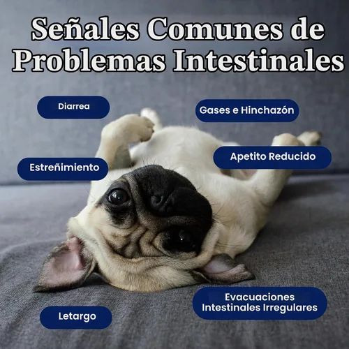 Vista 3 de Probióticos masticables para perros de oro sólido para salud digestiva