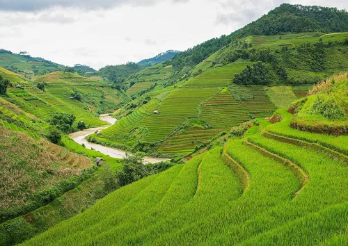 Vista 7 de Food to Live Thai Hom Mali Jasmine White Arroz Blanco, 1 libra de arroz de grano largo naturalmente fragante, sabroso, crudo, vegano, a granel.