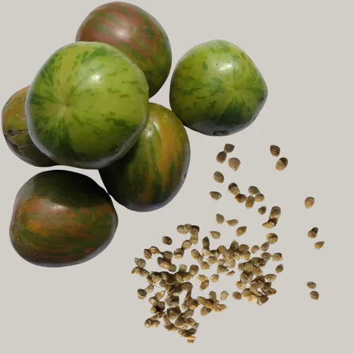 Vista 5 de Dot's Little Yellow Tomate Seeds (Solanum lycopersicum) 150 Semillas (0.02 oz)