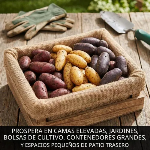 Vista 2 de Patatas de semillas de alevín de 3 libras Mezcla roja, amarilla y morada